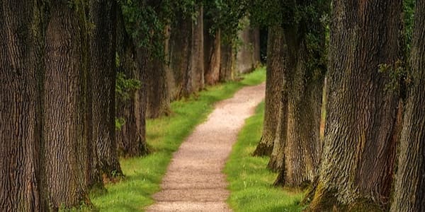 trees calm