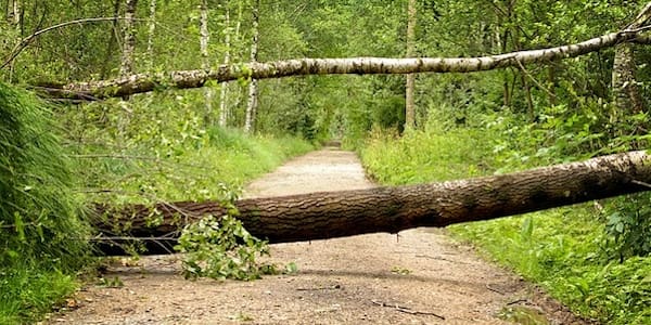 trees storm